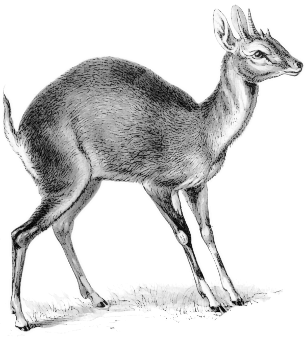 Free Antelope Clipart