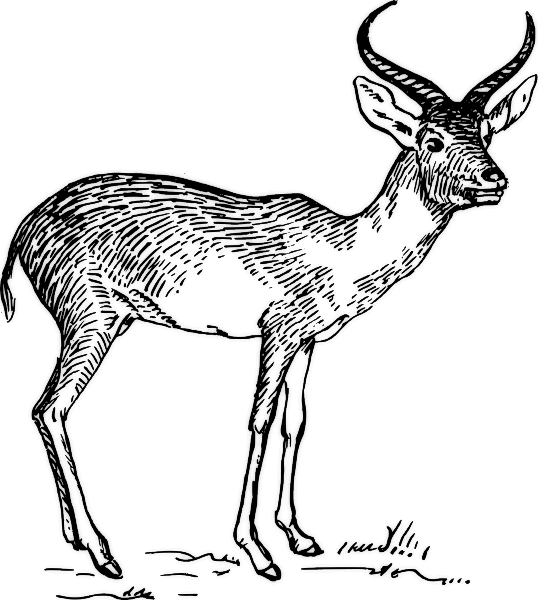 Free Antelope Clipart