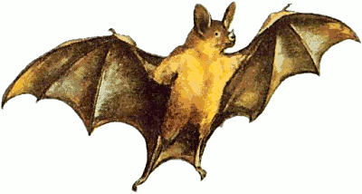 Free Bat Clipart