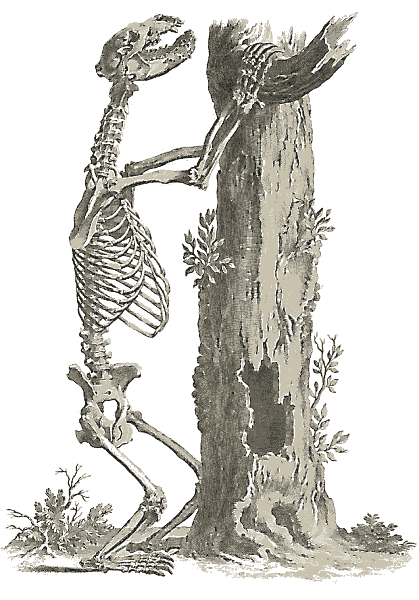 Free Bear Skeleton Clipart