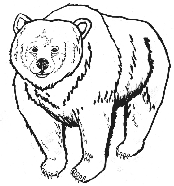 Free Kodiak Bear Clipart