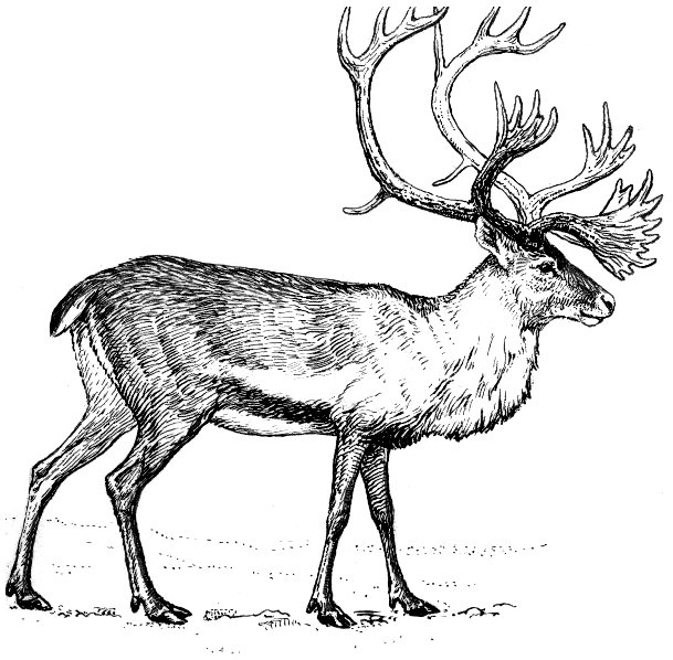 Free Caribou Clipart