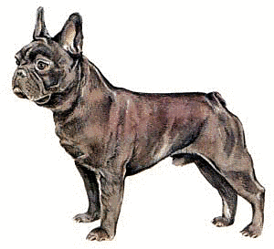 Free Dog Breeds F Clipart
