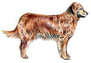 Free Dog Breeds G Clipart