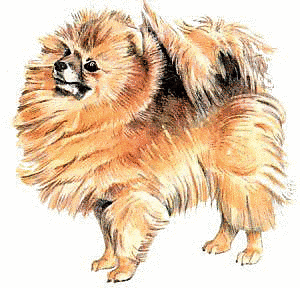 Free Dog Breeds P Clipart