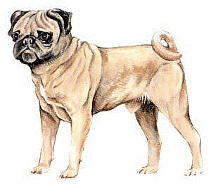 Free Dog Breeds P Clipart