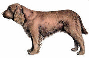 Free Dog Breeds S Clipart