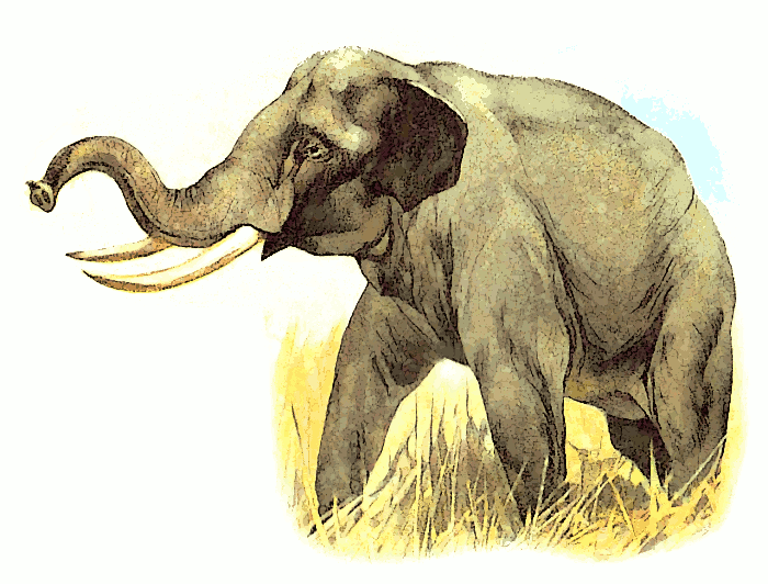 Free Elephant Tusk Clipart