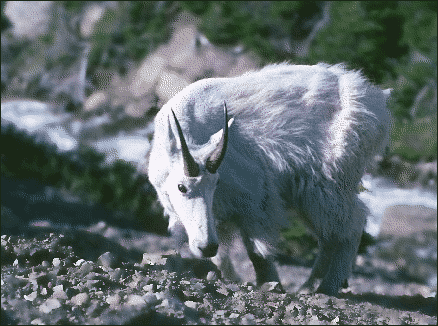 Free White Goat Clipart