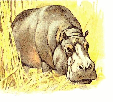 Free Hippopotamus Clipart