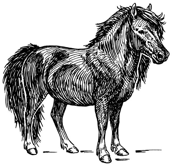 Free Shetland Pony Clipart
