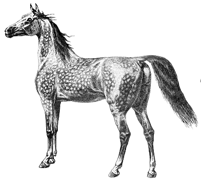 Free Arabian Horse Clipart