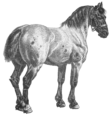 Free Draft Horse Clipart