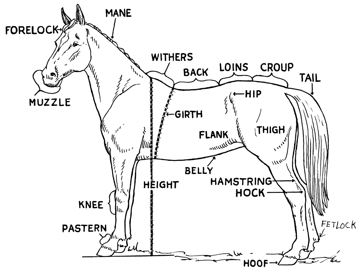 Free Horse Anatomy Clipart