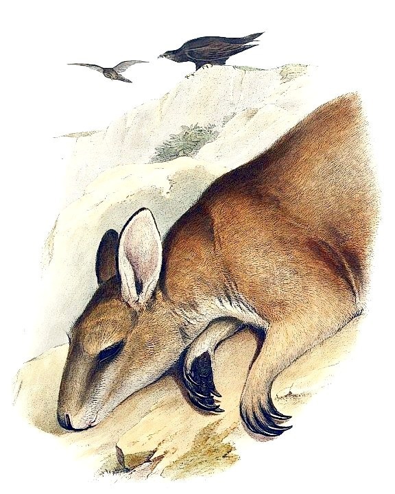 Free Wallaby Clipart
