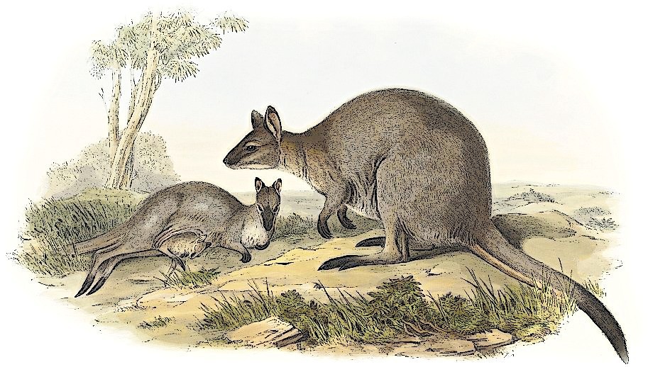 Free Wallaby Clipart
