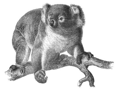 Free Koala Clipart