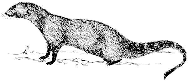 Free Mongoose Clipart