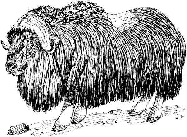 Free Musk Ox Clipart
