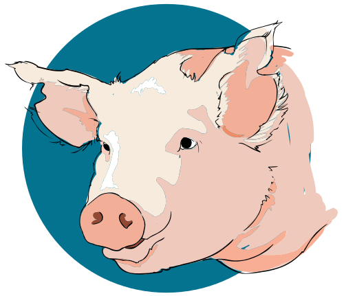Free Pink Pig Clipart