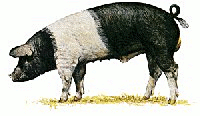 Free 4H Pig Clipart