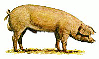Free American Landrace Pig Clipart