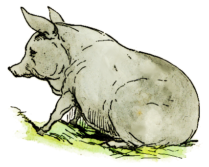 Free Domestic Pig Clipart