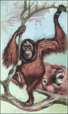 Free Orangutan Clipart