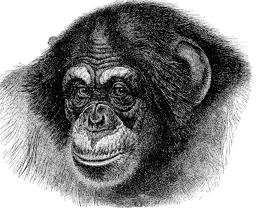 Free Chimpanzee Clipart