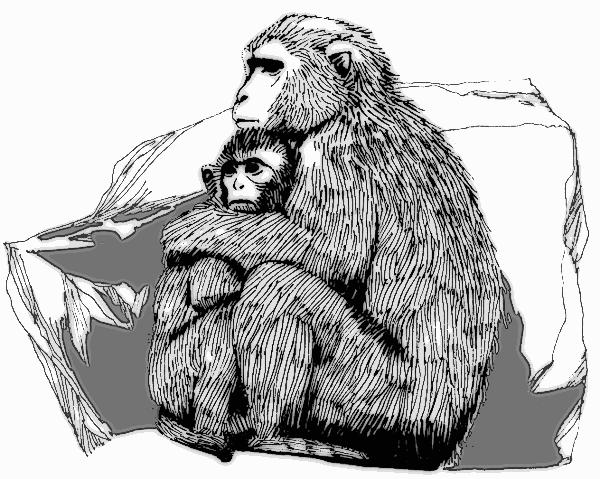 Free Macaque Clipart