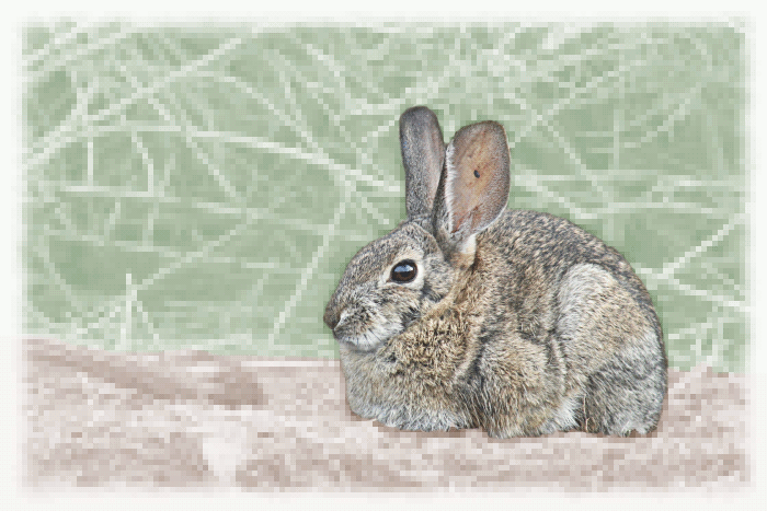 Free Cottontail Rabbit Clipart