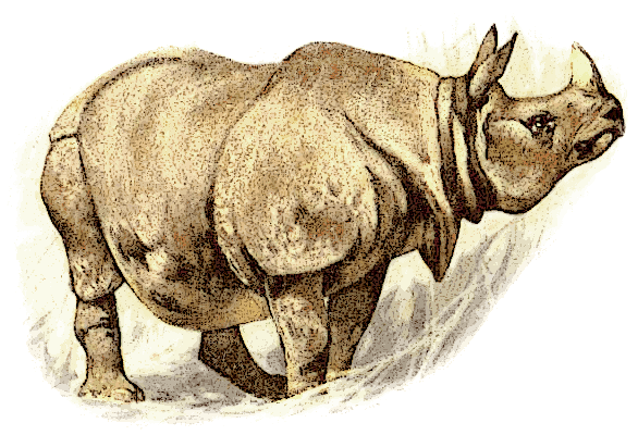 Free Rhinoceros Clipart