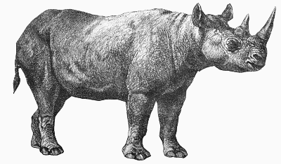 Free Rhinoceros Clipart