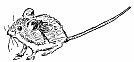 Free Mouse Clipart