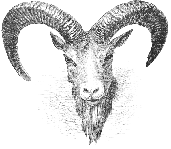 Free Black and White Sheep Clipart