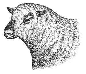 Free Black and White Sheep Clipart