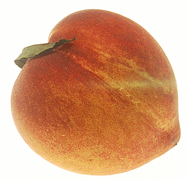 Free Peach Clipart
