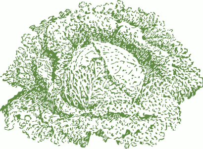 Free Cabbage Clipart