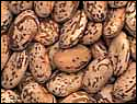 Free Dried Beans Clipart