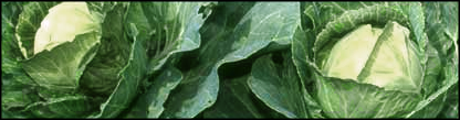 Free Cabbage Clipart
