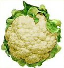 Free Cauliflower Clipart