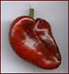 Free Chili Pepper Clipart