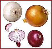 Free Onion Clipart