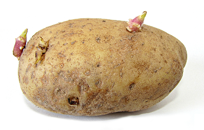 Free Potato Clipart