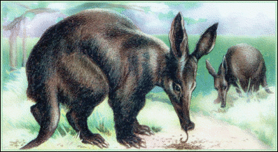 Free Aardvark Clipart