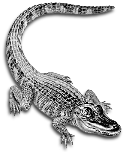 Free Alligator Clipart