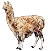 Free Alpaca Clipart