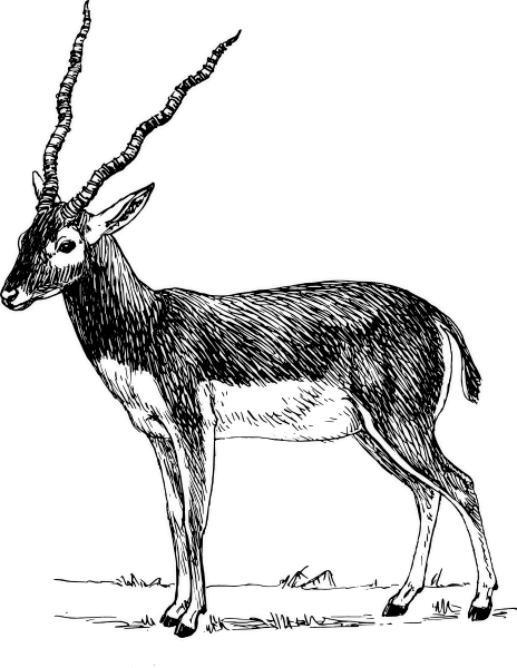 Free Antelope Clipart