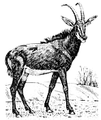 Free Antelope Clipart