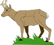 Free Antelope Clipart